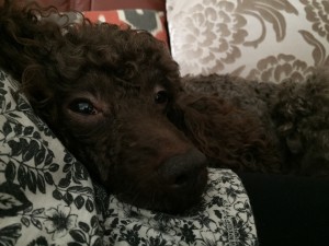 IMG_0462